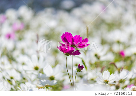 ヤマモモの花の写真素材