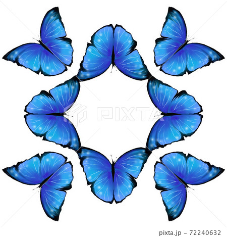 モルフォ 蝶 昆虫 青いチョウの写真素材 - PIXTA