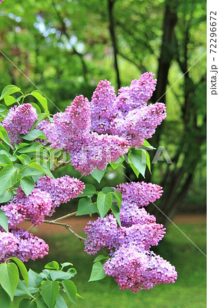 ライラックの花の写真素材 - PIXTA