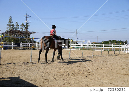 馬 サラブレッド 競走馬 後姿の写真素材