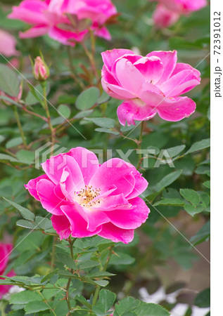 バラ 花 オルレアンローズ 植物の写真素材