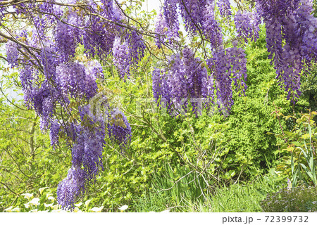 ふじの花の写真素材