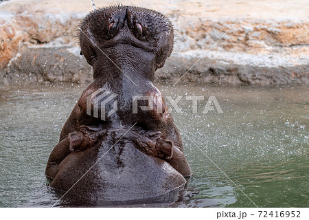 カバの写真素材集 ピクスタ