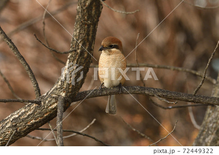 モズ かわいいの写真素材