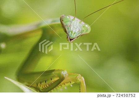 カマキリの写真素材集 ピクスタ