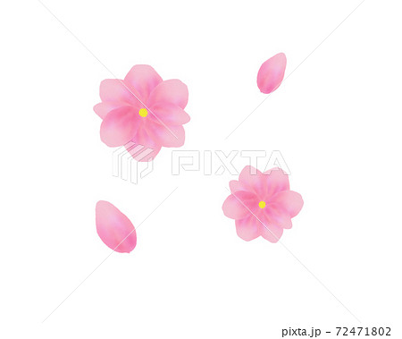 桃 花 桃の花 リアルのイラスト素材