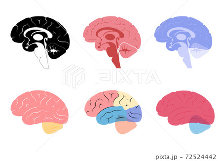 脳みそ アイコン ベクタ ベクターのイラスト素材