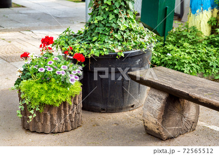 花壇 植物 ヘデラ アイビーの写真素材