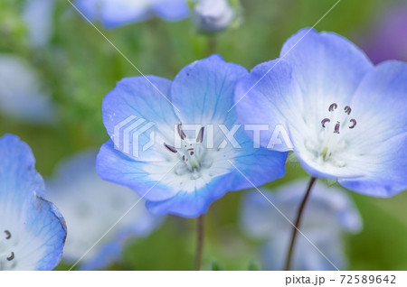 ネモフィラ 草花 花 壁紙の写真素材