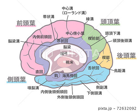 前頭葉のイラスト素材