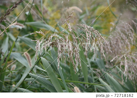 芦 植物 花 アシの写真素材