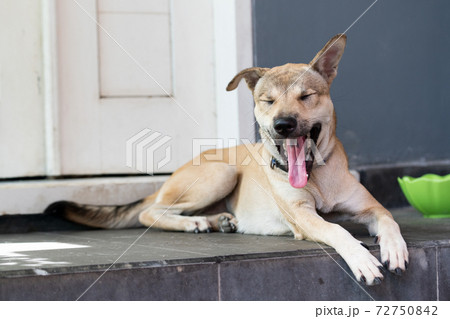 伏せ 犬の写真素材