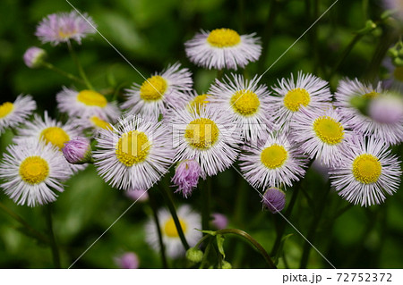 ハルシオン 花の写真素材
