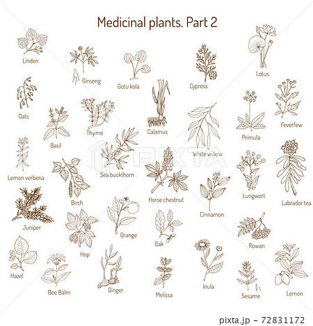 Premium Vector | Large watercolor set of herbs, medical bottles, oils. hand- drawn illustrations of organic medicinal plants and storage utensils.  health and self-care