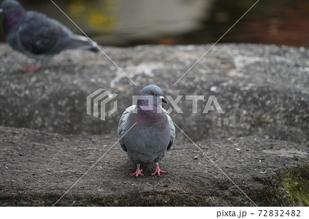 鳩正面の写真素材