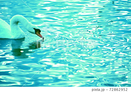 白鳥のイラスト素材集 ピクスタ