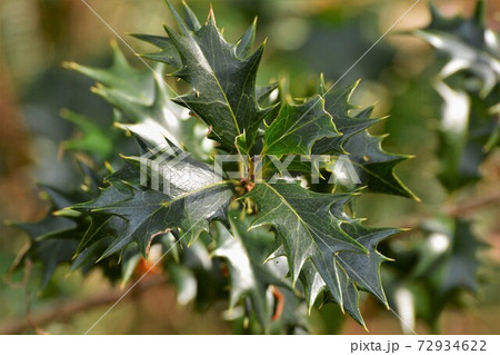 節分 葉 植物 鬼の写真素材