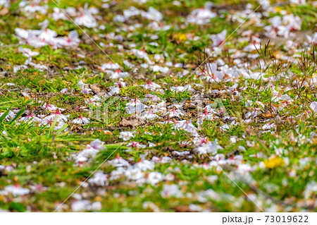 桜 散る 花びら 地面の写真素材