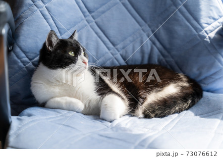 青い目の黒猫の子猫の写真素材