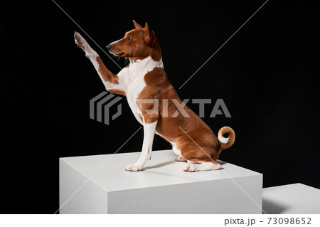 動物 わんこ 犬 ハイタッチの写真素材