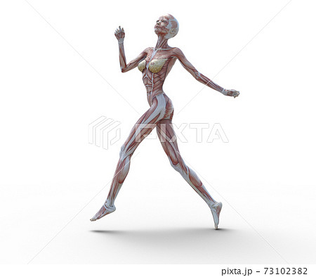 ヌード 人体 女性 筋肉のイラスト素材