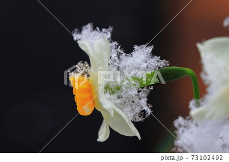 綿帽子 花の写真素材