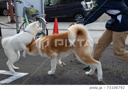 犬 いぬ イヌ じゃれあいの写真素材