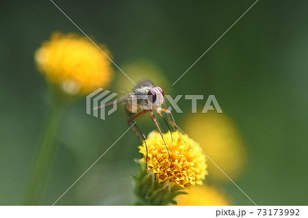 黄色い小さな花の写真素材