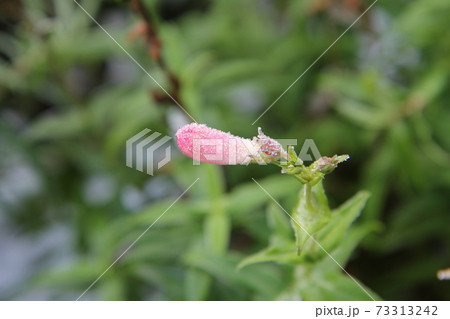 花チョウジの花の写真素材