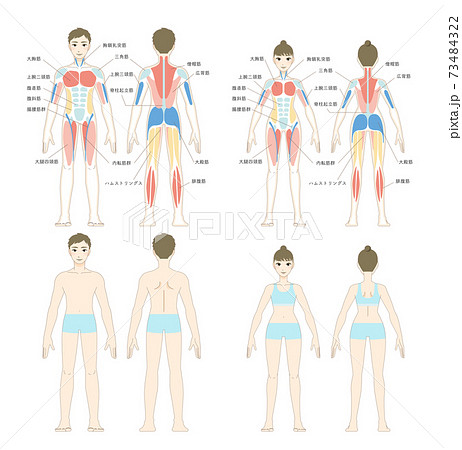 身体部位のイラスト素材