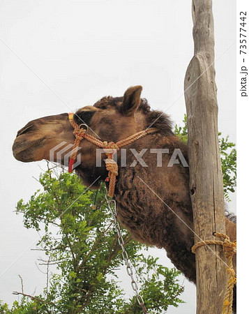 陸上動物 横顔 ラクダ 動物の写真素材
