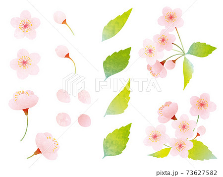 葉桜のイラスト素材