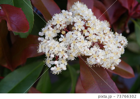 葉 アカメ 植物 芽の写真素材