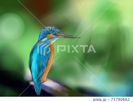 野鳥 カワセミ 手描き 鳥のイラスト素材