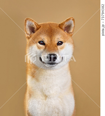 秋田犬 柴犬の写真素材 秋田犬 柴犬の写真素材