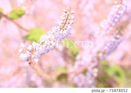 メイフラワー 花の写真素材