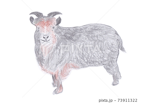 ヤギ 山羊 のイラスト素材集 ピクスタ