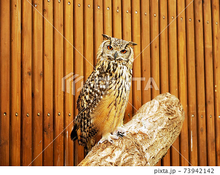 ミミズク 木菟 木兎 鵩の写真素材 - PIXTA