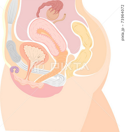 子宮 断面図 女性 女性生殖器のイラスト素材
