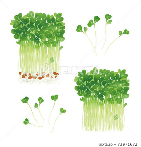 もやしのイラスト素材集 ピクスタ