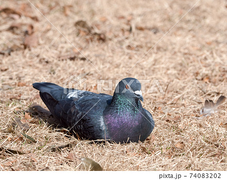 ハト 鳩 の写真素材集 ピクスタ