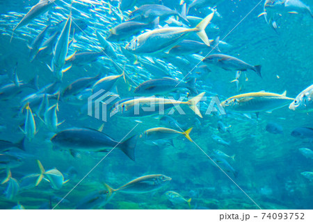 海水魚 ボラ イナの写真素材 - PIXTA