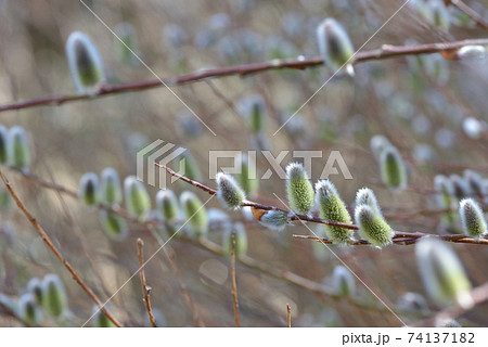 白いふわふわの花 木の写真素材