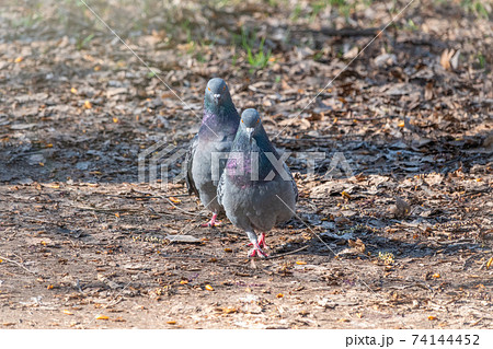 鳩の交尾 鳩の交尾 時期