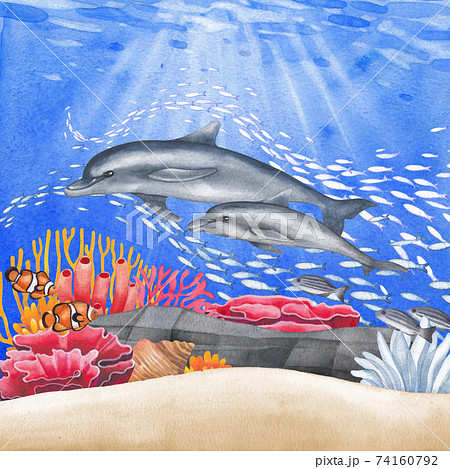 夏 イルカ 水彩 珊瑚の写真素材