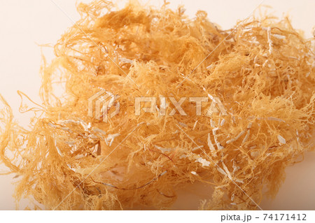 てんぐさ テングサ 天草 海藻の写真素材