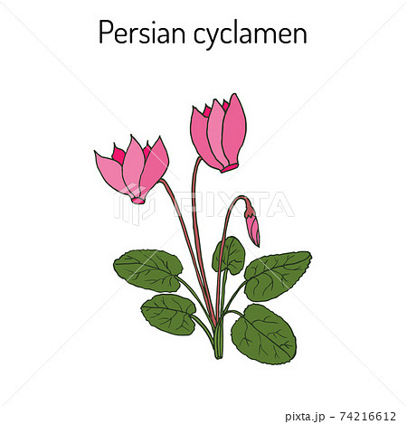 シクラメンのイラスト素材