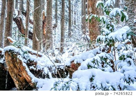 杉 雪 杉の木 降雪の写真素材 - PIXTA