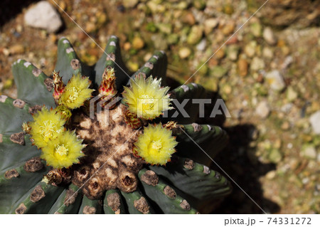 刺無王冠竜の写真素材