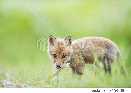 キタキツネの赤ちゃんの写真素材